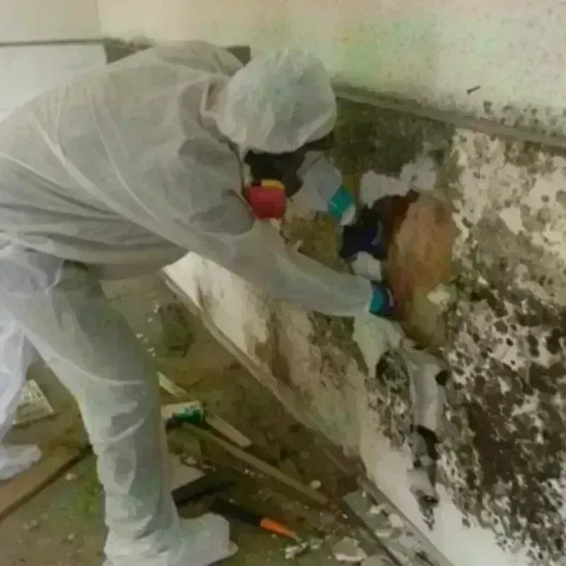 Mold Remediation and Removal in Winfield, WV